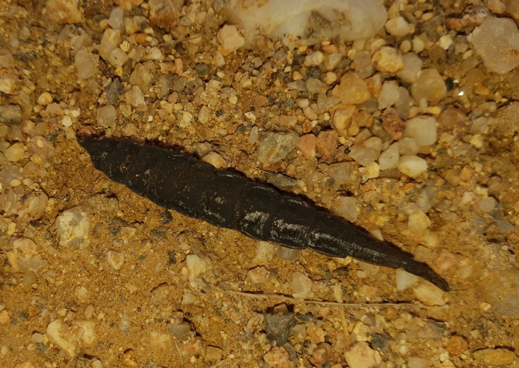 Verifica larva di dittero Stratiomyidae